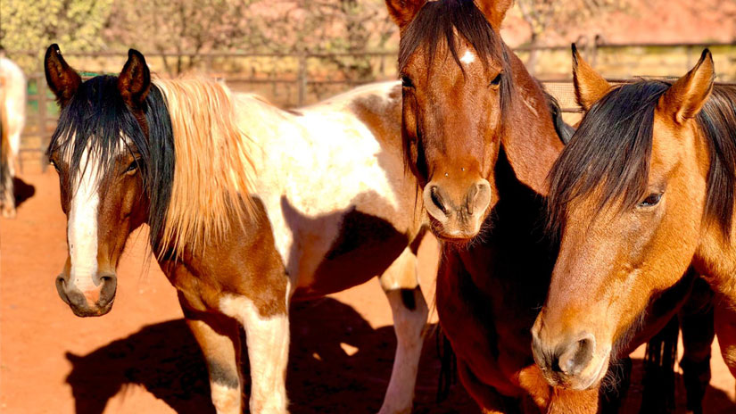 What Wild Horses Taught Me About Trust and Love