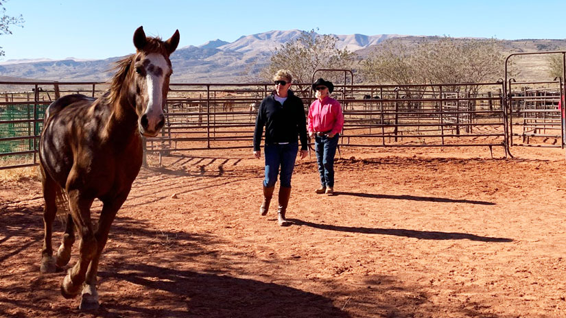 wild horses, trust and love